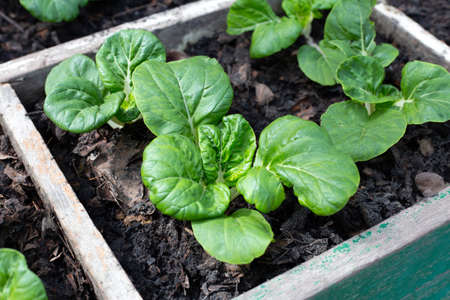 Bok choy in vegetable patchの写真素材