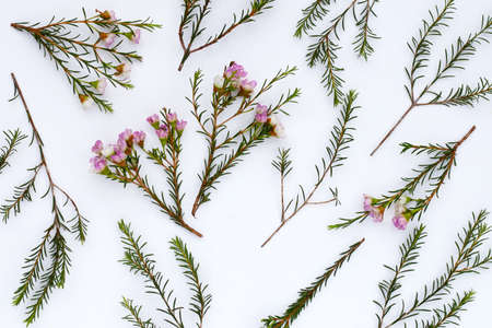 Pink white waxflower on white background.の写真素材