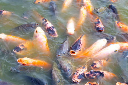 Tilapia fish in the pondの写真素材
