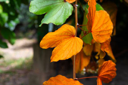 Bauhinia aureifolia or gold leaf bauhinia