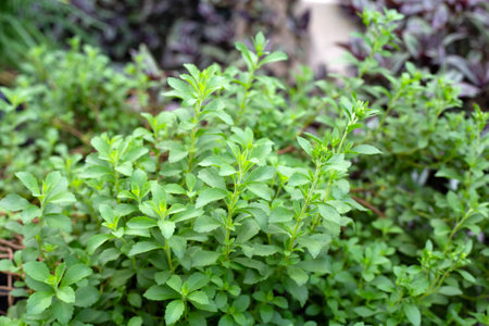 Fresh green leaves of stevia plant.
