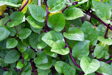Ceylon spinach or basella rubra linn