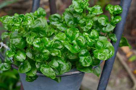 Brazilian spinach plant, Fresh green leaves