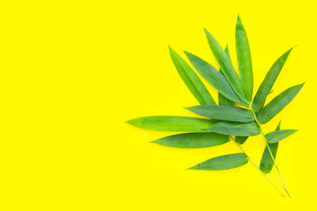 Bamboo leaf. Fresh green leaves on yellow background.の写真素材