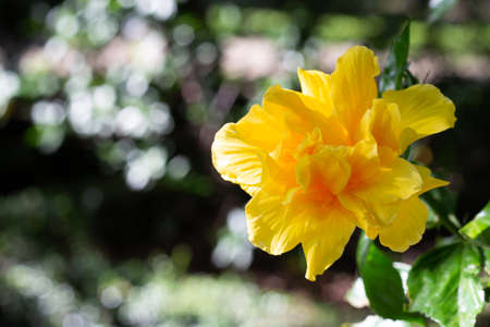 Blossom of hibiscus flower on tree