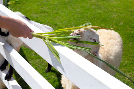 A man feeding green grass for white sheep