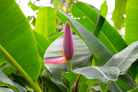 Pink blossom of banana treeの写真素材