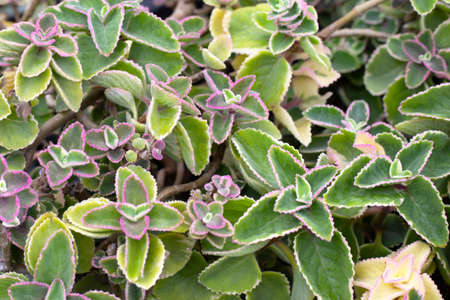 Maxican mint, Fresh colorful leaves. Coleus amboinicusの写真素材