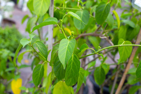 Gurmar medicinal plant, Fresh leaves of herb