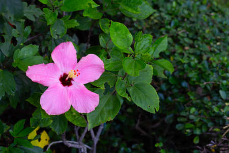Blossom of pink hibiscus flower on tree