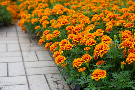 Marigold flower in the gardenの写真素材