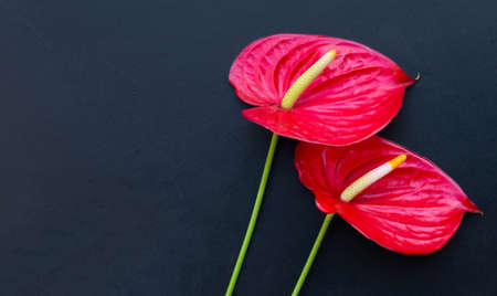 Flamingo flower or pigtail anthurium on dark background.の写真素材