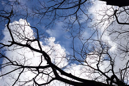 Dead branches tree silhouette with blue sky and cloudの写真素材