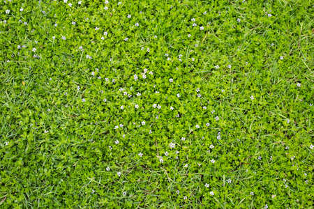 Fresh lawn grass. Beautiful white flower