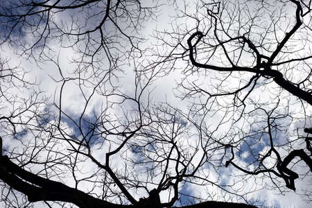 Dead branches tree silhouette with blue sky and cloud