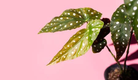 Begonia maculata leaves on pink background.の写真素材