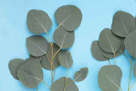 Green leaves of eucalyptus on blue background.の写真素材
