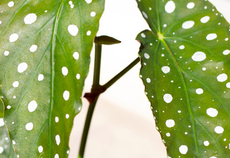 Begonia maculata leaves on white background.の写真素材