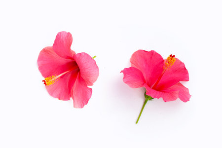 Hibiscus flower on white background.の写真素材