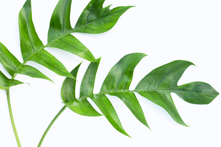 Rhaphidophora tetrasperma mini monstera green leaves