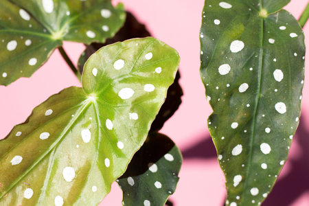 Begonia maculata leaves on pink background.