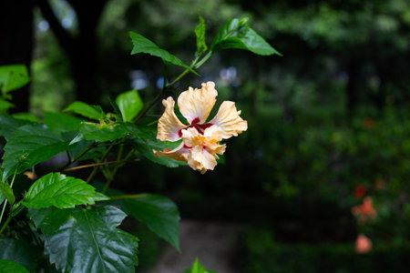 Blossom of hibiscus flower on treeの写真素材