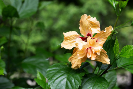 Blossom of hibiscus flower on treeの写真素材