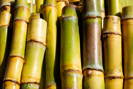 Cut sugar cane for plantingの写真素材