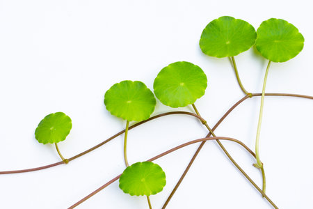 Fresh green centella asiatica leaves on white background.の写真素材