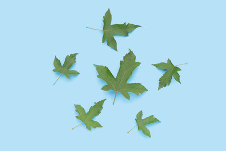 Green maple leaves on blue backgroundの写真素材