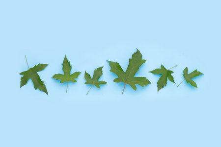 Green maple leaves on blue background