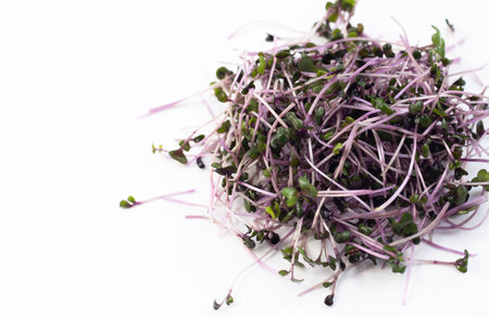Organic red cabbage sprouts on white background.の写真素材