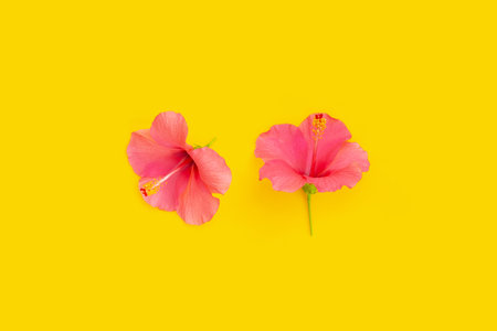 Hibiscus flower on yellow background.の写真素材