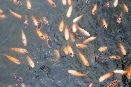 Red tilapia fish in the pond