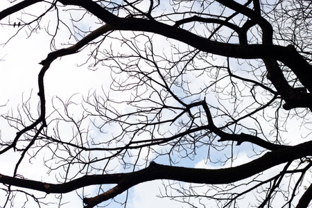 Dead branches tree silhouette with blue sky and cloud