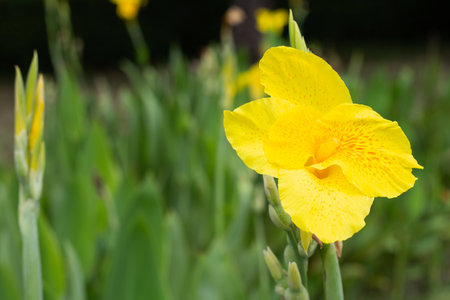 Beautiful canna flower with green leaves in the gardenの写真素材