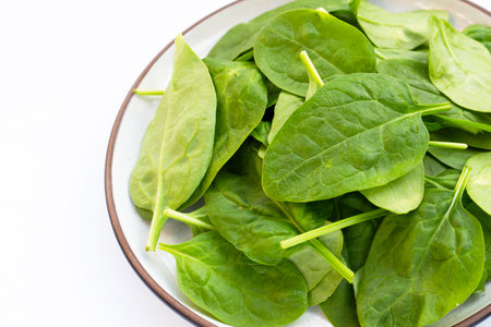 Spinach leaves. Extremely nutrient-rich vegetableの写真素材