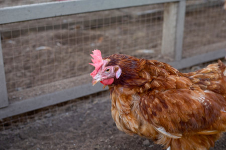 Hens in the chicken farm. Organic poultry house.の写真素材