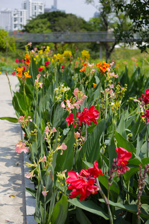 Canna lilies stand tall in a sunlit garden. Colorful blossomsの写真素材