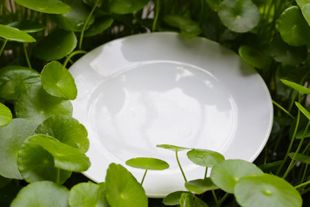 White plate with fresh green centella asiatica leaves or water pennywort plant or gotu kola.の写真素材