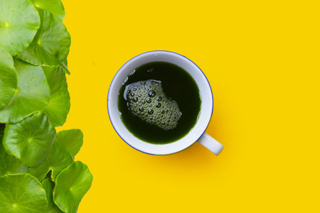 Herbal juice drink, Fresh green centella asiatica leaves or water pennywort plant or gotu kola.の写真素材