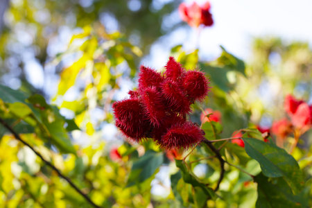The spiky red seed pods of the Bixa orellana tree.の写真素材