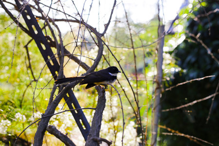 A Malaysian Pied Fantail (Rhipidura javanica) perched on a branch.の写真素材