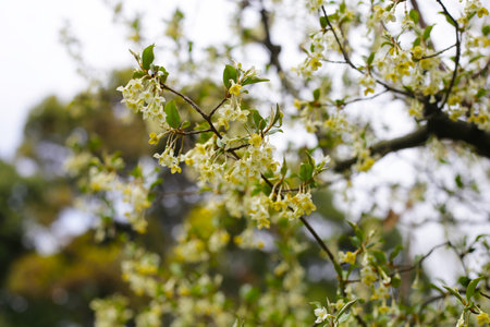 White flower of cherry elaeagnus shrub or Elaeagnus multifloraの写真素材