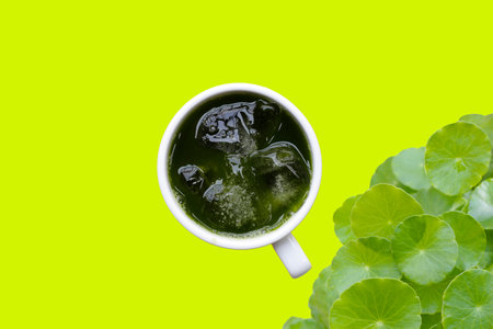 Herbal juice drink, Fresh green centella asiatica leaves or water pennywort plant or gotu kola.の写真素材