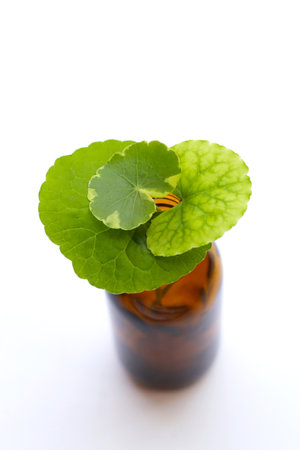 Fresh leaves of gotu kola with essential bottle on white background.の写真素材