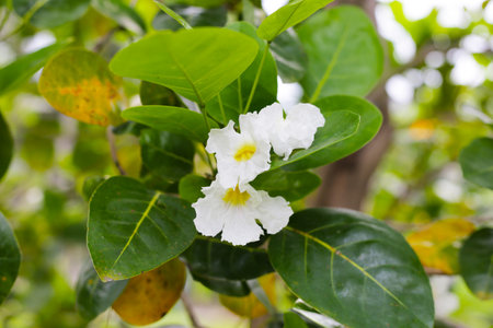 Clusters of white, trumpet-shaped flowers with yellow throats, blooming on treeの写真素材