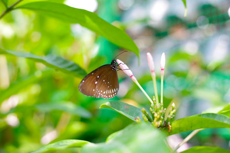 A beautiful butterfly in the garden