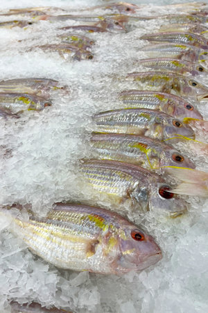 Fresh fish for sale on a bed of ice at a seafood marketの写真素材