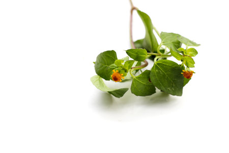 Yellow flower with green leaves of acmella oleracea or toothache plant on white backgroundの写真素材